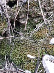 Eucladium verticillatum