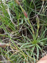 Dianthus basuticus