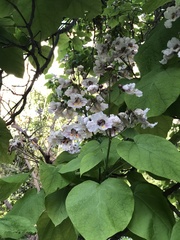 Catalpa bignonioides