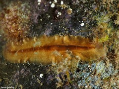 Enchiridium magec