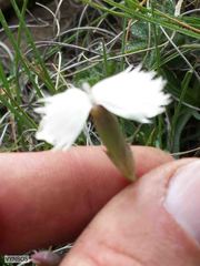 Dianthus basuticus