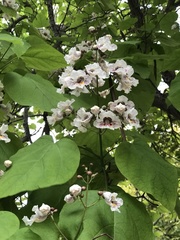 Catalpa bignonioides