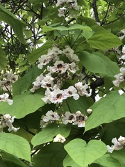 Catalpa bignonioides
