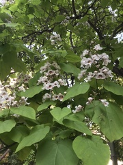 Catalpa bignonioides