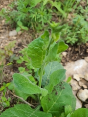 Nicotiana repanda