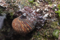 Tonna perdix