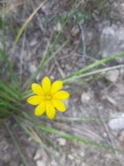 Blackstonia perfoliata