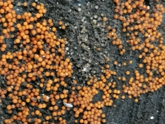 Hydropisphaera