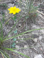 Blackstonia perfoliata