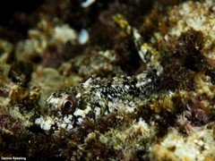 Lipophrys trigloides