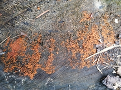Hydropisphaera