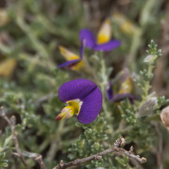 Lotononis sericophylla