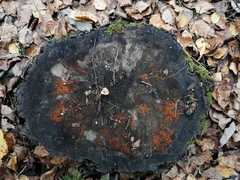 Hydropisphaera