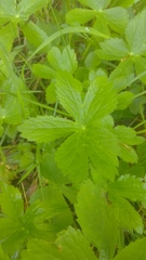 Astrantia major