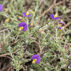 Lotononis sericophylla