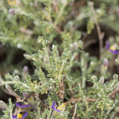 Lotononis sericophylla