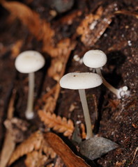 Entoloma albidosimulans
