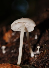 Entoloma albidosimulans