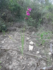 Gladiolus communis