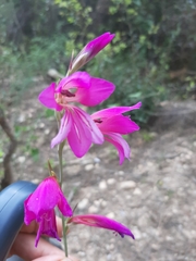 Gladiolus communis