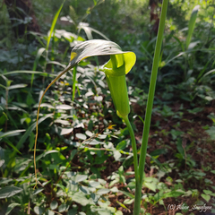 Arisaema consanguineum