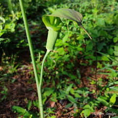 Arisaema consanguineum