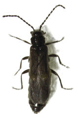 Malthodes pumilus
