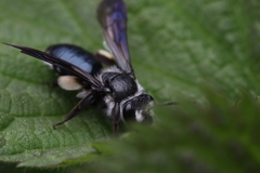 Andrena agilissima