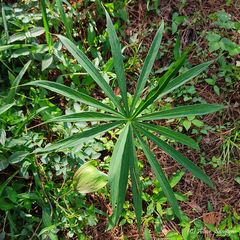Arisaema consanguineum
