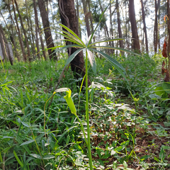 Arisaema consanguineum