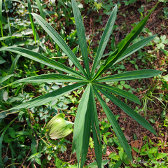 Arisaema consanguineum