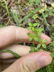 Galium leptogonium