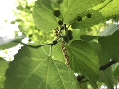 Celticecis oviformis