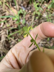 Galium leptogonium