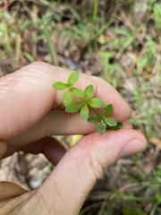 Galium leptogonium