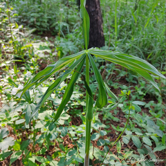 Arisaema consanguineum