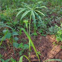 Arisaema consanguineum