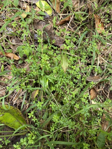 Image of Galium leptogonium by (c) Greg Tasney, some rights reserved (CC BY-SA)