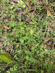 Galium leptogonium