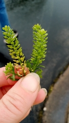 Lepidium austrinum