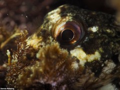 Lipophrys trigloides