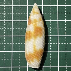 Image of Nebularia edentula