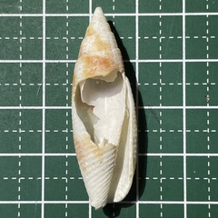Nebularia edentula
