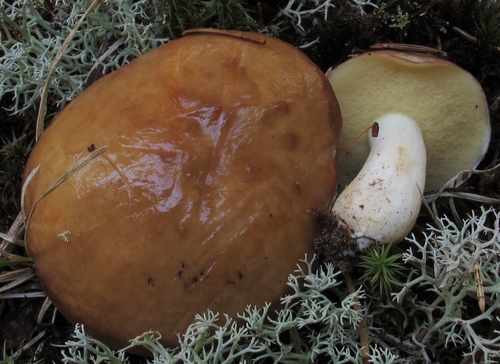 Short-stalked Suillus