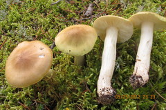 Tricholoma intermedium