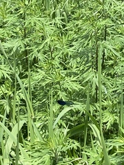 Calopteryx splendens