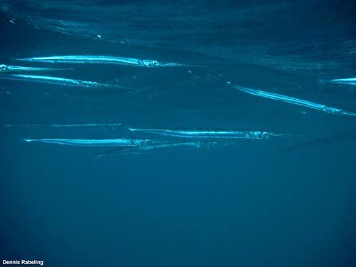 photo of Keeltail Needlefish (Platybelone argalus)