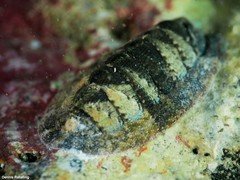 Rhyssoplax canariensis