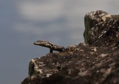 Platysaurus intermedius rhodesianus