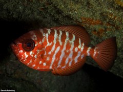 Heteropriacanthus fulgens